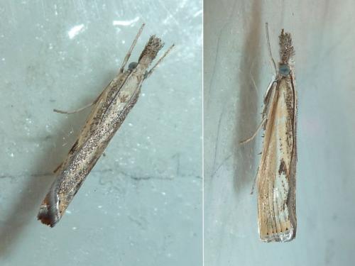 Réf. 221 056 : Agriphila inquinatella